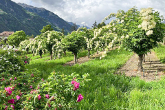 Die Holunderblüte beginnt jedes Jahr Mitte Mai unmittelbar „nach den vier Eisheiligen“ und dauert bis Anfang Juni.