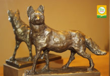 Bio Austria sucht den Bio-Fuchs 2016 Bereits zum achten Mal verleiht Bio Austria den Bio-Fuchs.