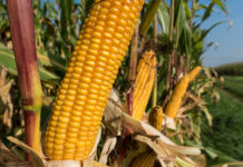 EU-Abgeordnete lehnen Gentech-Produkte ab Die EU-Abgeordneten wollen keinen GV-Mais in der EU.