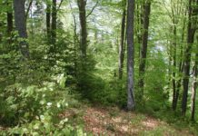 Naturverjüngung – Chancen und Grenzen Mischwald mit Naturverjüngung - durch den Samenabfall der Mutterbäume wächst die nächste Baumgeneration ungestört auf.