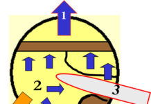 Hinweise zum Fällen von Nadelholz am Hang A) Schnittfolge im Querschnitt: 1) Fallkerbanlage; 2) Ausformen von Stützleiste und Bruchleiste mit einlaufender Kette auf der linken Seite; 3) Ausformen von Stützleiste und Bruchleiste mit auslaufender Kette auf der rechten Seite; 4) Stützkeil setzen; 5) Durchtrennen der Stützleiste mit ein- oder auslaufender Kette