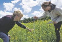 Erbsen als Stütze für zarte Linsenpflanzen Pflanzenbauer der Universität Hohenheim forschen an den passenden Mischungsverhältnissen von Linsen mit Erbsen oder Hafer als Stützfrucht.