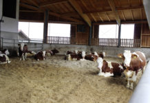 Kompostierbare Einstreu schont Rinderklauen Ein Laufstall mit Komposteinstreu unterstützt die Klauengesundheit und bietet den Rindern ausreichende Bewegungsfreiheit.