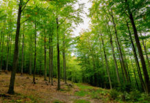 Burgenländischer Forsttag Die Auswirkungen der Bioökonomie auf die Land- und Forstwirtschaft sind zentrales Thema des Forsttages.