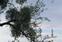 Bekämpfung der weißbeerigen Mistel Mistelbefall führt zum Absterben von Bäumen.