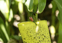 Der Maiswurzelbohrer ist weiter auf Vormarsch Diabrotica auf Fangstation