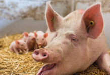 Fakt ist: Tierwohl kostet Geld Tierwohlmaßnahmen und der Preiswettbewerb am freien Markt liegen häufig im Widerspruch.