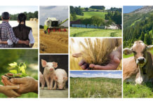 Landwirtschaft für das neue Jahr 2016 rüsten Die vielfältige oö. Landwirtschaft erhalten: Dafür sind alle gefordert.