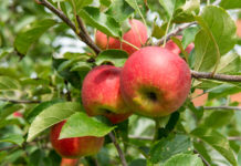 Äpfel – Sie schmecken gut und tun gut Äpfel bestehen zu rund 85 Prozent aus Wasser und sind dennoch voller gesunder Inhaltsstoffe.