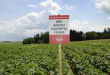 Neue Kontraktprämie für Stärkekartoffeln Auch der Neueinstieg in den Anbau von Stärkeindustriekartoffeln (Stik) ist möglich.