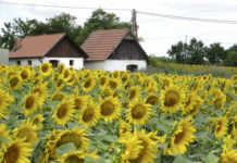 Sorteninfo: “Alternative Marktfrüchte 2016” Bei den Sonnenblumen gibt es zum heurigen Anbau zwar keine Neuzulassungen