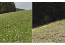 Engerlinge im Grünland wirkungsvoll bekämpfen Solche Schäden kann der Engerling anrichten: Das Bild zeigt die gleiche Wiese am 7. Juli 2013 und am 13 September 2013.