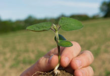 Sojabohne – die Sorten zum Anbau 2016 Durch Ausgraben der Pflanzen ab dem zweiten Laubblatt kann der Beimpfungserfolg kontrolliert werden.