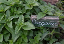 Natürliche Helfer für die Erkältungszeit Oregano kennen wir aus der mediterranen Küche; er ist auch ein natürliches Antibiotikum.