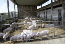 Schweinehaltung – Auswege aus der Krise Eingestreute Ausläufe bieten beste Voraussetzungen im Premium- und Biobereich.