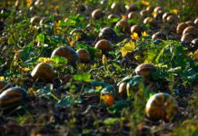 Sortenratgeber: Ölkürbis bleibt attraktiv Ölkürbisse sind wärmeliebend.