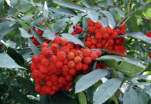 Wildökoland-Aktion des NÖ Landesjagdverbands Die Auspflanzung von fruchttragenden Bäumen in Waldrevieren kann im Rahmen der Wildökoland-Aktion des NÖ Landesjagdverbands finanziell unterstützt werden.