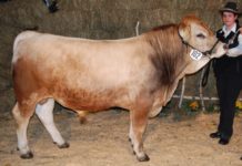 Murbodner jetzt bei Fleischrindern führend Die Rasse Murbodner stellt seit dem Vorjahr die größte Herde bei den Fleischrinderrassen.