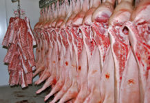 Kein Land in Sicht auf den EU-Agrarmärkten Mangels Liefermöglichkeiten nach Russland drücken allein 500.000 t Schweinefleisch pro Jahr auf den EU-Markt und damit auf die Preise.