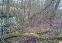 Biber-Alarm: Bauern fordern Konsequenzen Biber fällen ganze Bäume