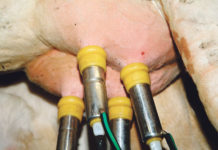 Bonus-Malus-System soll Liefermengen reduzieren Weniger Milch ist das Ziel.