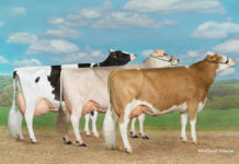 Zuchtviehversteigerung in der Berglandhalle