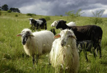 Von Hundespezialisten und Jochberger Hummeln Auch das Krainer Steinschaf