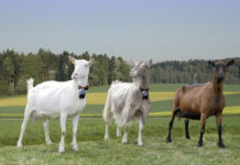 Ziegen sind eine Überlegung wert Die drei wichtigsten Wirtschaftsmilchrassen