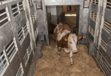 Qualitätsstandards wurden vereinbart und umgesetzt Von der Abladung der Tiere bis zur Schlachtung wird alles lückenlos dokumentiert.