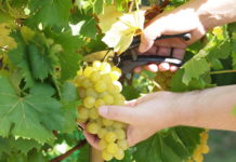 Weinernte 2015 leicht über Durchschnitt Die heimischen Winzer konnten im vergangenen Jahr 2