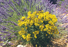 Gesunde Kräuter in Hülle und Fülle Bei Kräutern kommt es auf eine gute Nachbarschaft an. Lavendel verträgt sich z. B. gut mit Johanniskraut.