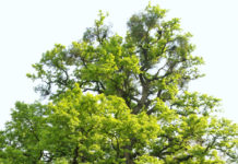 Eiche ist Baum des Jahres 2016 Die Eiche