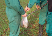 Interpretation der Bodenuntersuchung hilft beim gezielten Düngereinsatz Nach der Entnahme der Proben muss man sich Gedanken machen
