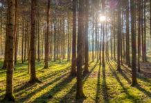Naturschutz gelingt nur mit Grundeigentümern In einer Ho-Ruck-Aktion sollen große Natura 2000-Flächen ausgewiesen werden.