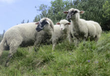 “Aus der Region für die Region” – statt Übersee Von den Landesorganisationen wurden große Anstrengungen unternommen