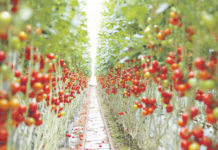 Patentieren und verlieren Kürzlich wurde die Eigenschaft einer Tomate