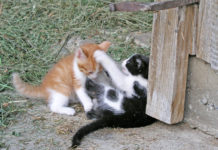 Kastrationspflicht auch für “bäuerliche” Katzen Laut einer neuen Tierschutz-Regelung gilt auch für "Katzen in bäuerlicher Haltung" die Kastrationspflicht.