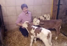 Drillingsgeburt in Schwarzenbach/Gölsen Drei auf einen Streich - Bäuerin Melanie Wutzl freut sich über das unerwartete Glück im Stall.