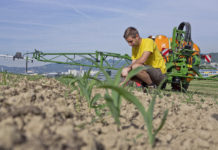 Pflanzenschutz im Mais 2016 Bis zum Sechsblattstadium des Maises sollte die Herbizidbehandlung abgeschlossen sein.