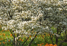 Die Felsenbirne ist die Gartenpflanze des Jahres Die essbaren Früchte der Felsenbirne (Amelanchier) können im Sommer direkt vom Strauch genascht werden.