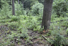 Eine alternative Holzart mit Potenzial Douglasiengruppe mit Naturverjüngung