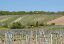 Novelle zum Weingesetz steigert Erkennbarkeit In der Novelle zum Weingesetz sind klare Angaben zu den Rieden als kleinstmögliche Herkunftsangaben für Weine festgehalten.