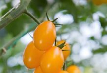 “Süße Sissi” ist das Gemüse des Jahres Die Früchte der Süßen Sissi sind vier bis fünf Zentimeter groß.