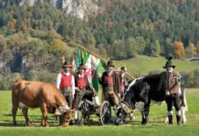 Komm zur Rinderschau nach Rotholz Im Rahmen der Schau werden auch die Bundesschauen für die Rassen Tux-Zillertaler und Pustertaler Sprinzen abgehalten.