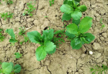 Pflanzenschutz in “Alternativkulturen” Ackerbohne - das Fraßbild des Blattrandkäfers ? er gehört zu den Rüsselkäfern ? ist leicht am "bogenförmigen" Fraß an den Außenrändern der Blätter erkennbar. Dieser Fraß ist nicht das Hauptproblem