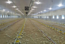 Geflügelmast: Betriebe zum Einsteigen gesucht Die erste Partie mit 39.500 Küken ist bei Familie Hundsberger bereits eingestallt. Der neue Stall entspricht modernsten Kriterien.