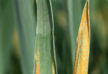 Gelbrost ist auch heuer wieder aktuell Gelbrost auf Blättern von Winterweizen im Jugendstadium - die gelborangen und 0