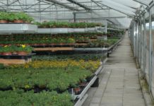 Gärtnereien laden zum Tag der offenen Tür Am kommenden Samstag öffnen die Gärtnereien ihre Türen.