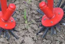 Kurs: Striegel, Hackgeräte & Co richtig einsetzen Präzision ist bei der mechanischen Unkrautbekämpfung gefragt.