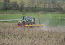 Glyphosat unverzichtbar Mittels Mulch- und Direktsaat von Mais (im Bild) oder von Zückerrüben lässt sich Bodenerosion durch Abschwemmung wirkungsvoll verhindern. Allerdings ist bei diesen Verfahren kurz vor oder nach der Aussaat eine Glyphosatanwendung unverzichtbar.